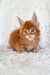 Fluffy orange Maine Coon kitten with bright blue eyes, perfect for cat lovers!