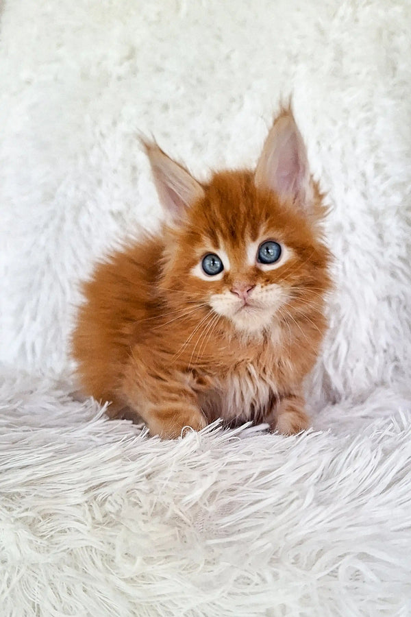 Fluffy orange Maine Coon kitten with bright blue eyes, perfect for cat lovers!