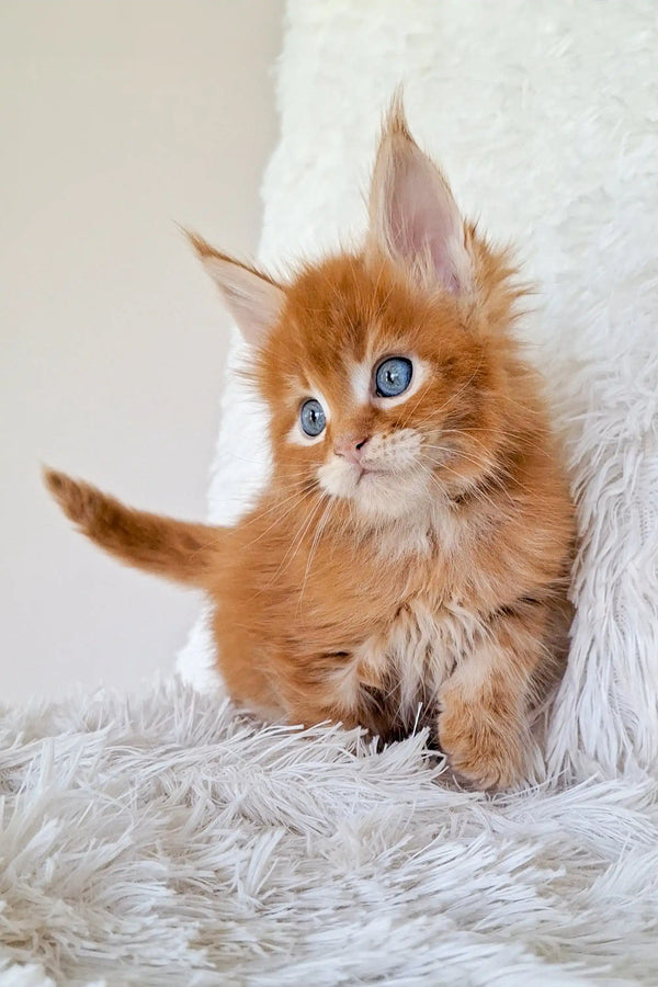 Adorable Maine Coon kitten Newton with fluffy orange fur and bright blue eyes