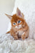 Adorable Maine Coon kitten with fluffy fur and bright blue eyes, perfect for cuddles