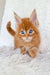 Adorable ginger Maine Coon kitten with blue eyes and fluffy fur in Newton