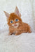 Adorable Maine Coon kitten named Newton with bright blue eyes and fluffy fur