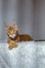 Ginger Maine Coon kitten with ear tufts and alert look in Newton product display