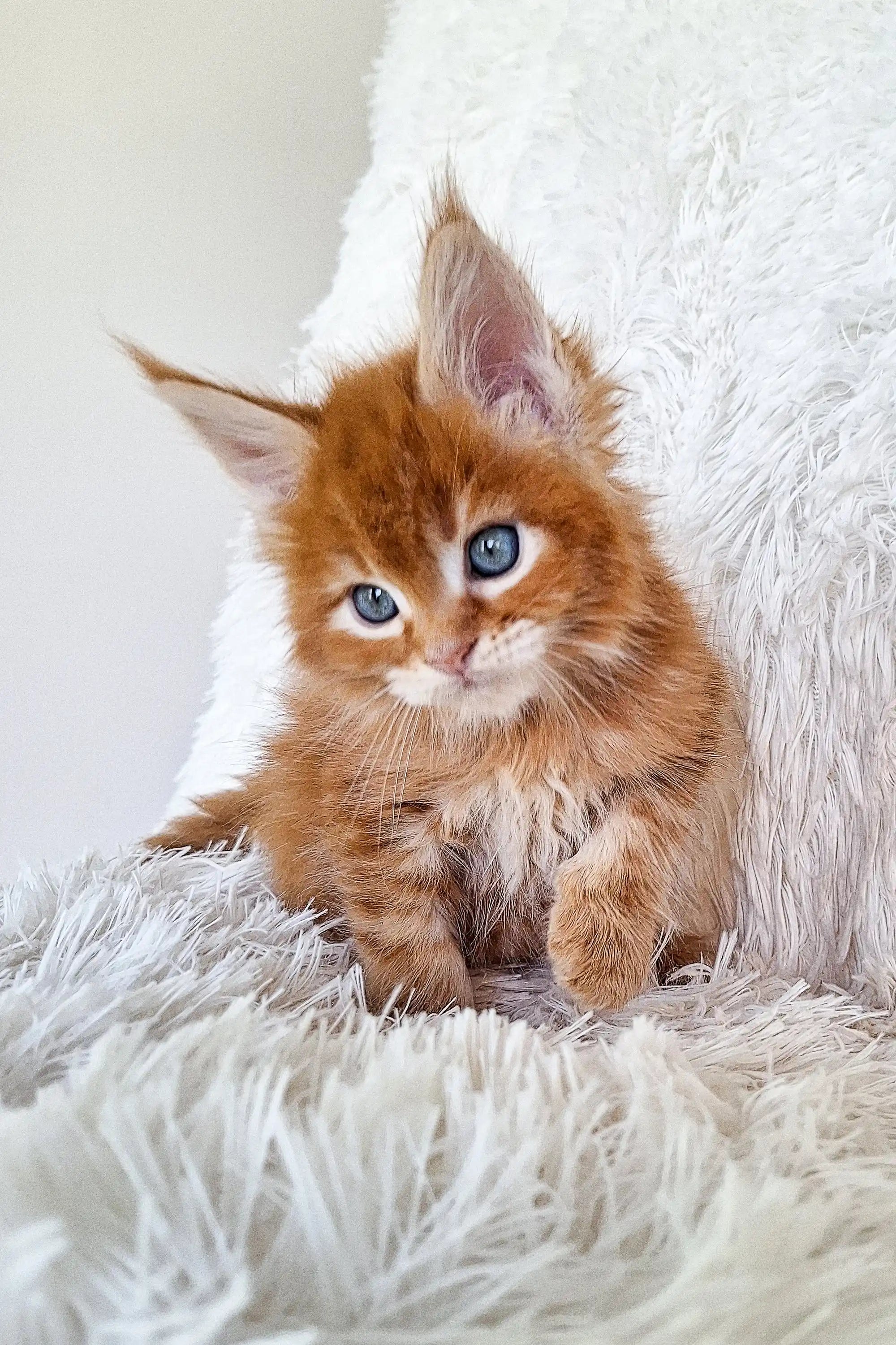 Maine Coon Kittens for Sale Newton | Kitten