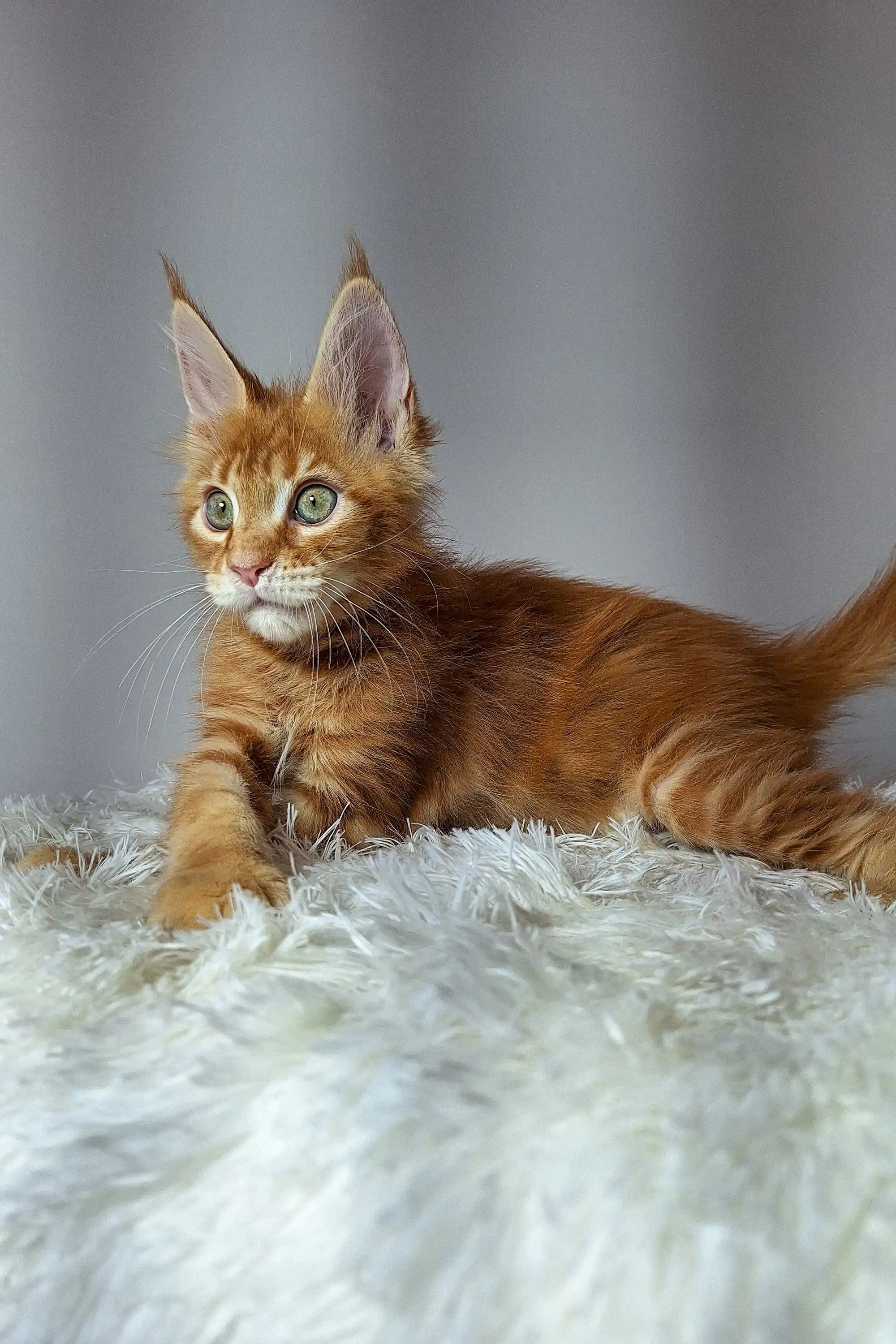 Maine Coon Kittens for Sale Newton | Kitten