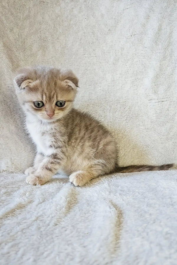 Newton | scottish fold kitten