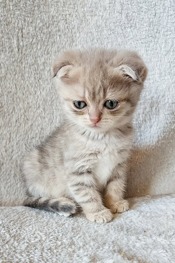 Newton | scottish fold kitten