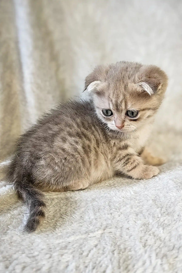 Newton | scottish fold kitten