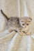 Newton | scottish fold kitten