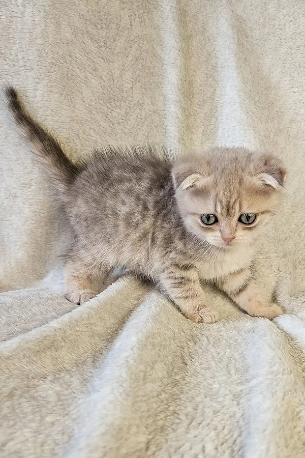 Newton | scottish fold kitten