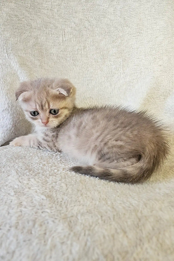 Newton | scottish fold kitten