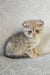 Newton | scottish fold kitten