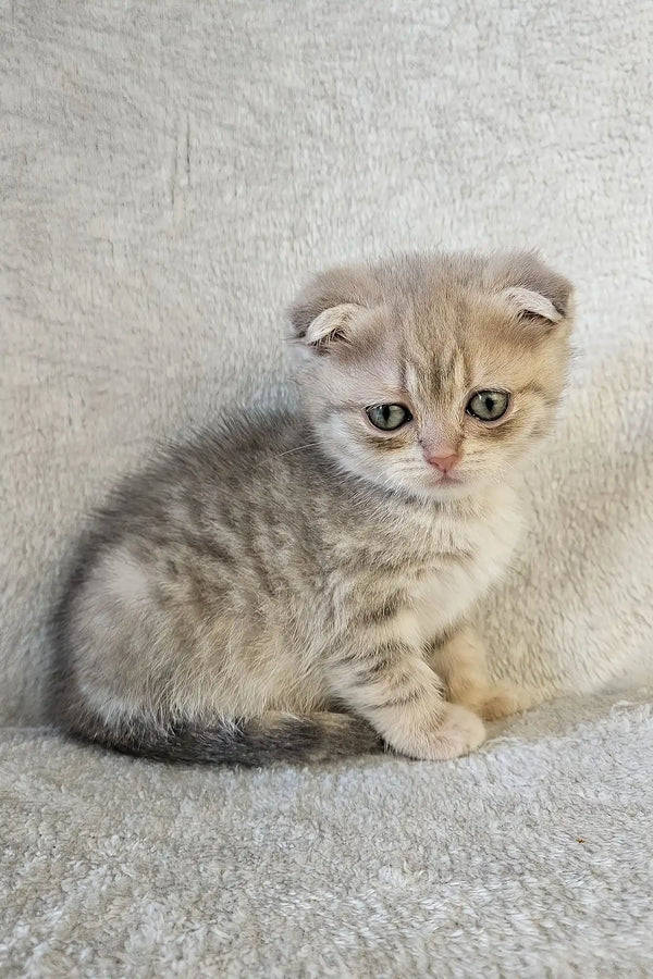 Newton | scottish fold kitten