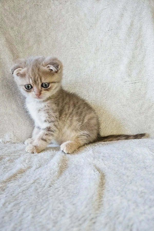 Newton | scottish fold kitten