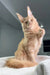 Alert light orange Maine Coon cat named Niagara in a cute kitten pose