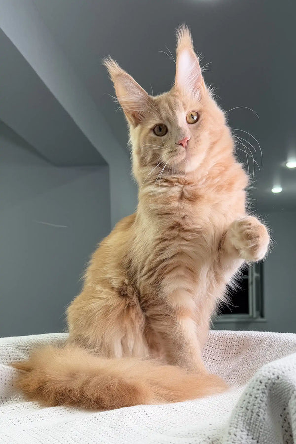 Ginger Maine Coon kitten Niagara with adorable tufted ears looking playful