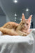 Cute Orange Maine Coon cat for sale named Niagara | Maine Coon Kitten