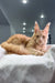 Orange Maine Coon kitten named Niagara looking playful and adorable