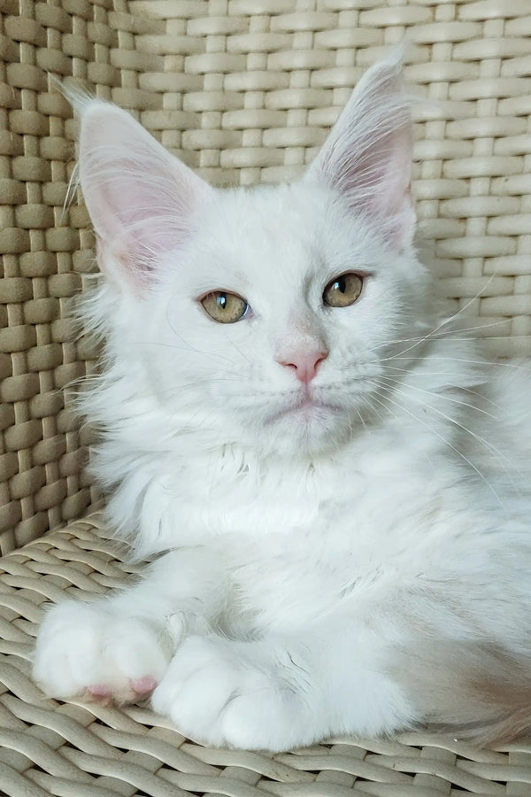 Nice | maine coon kitten