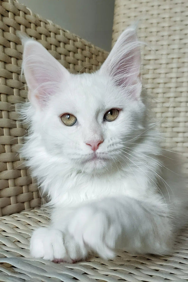 Nice | maine coon kitten