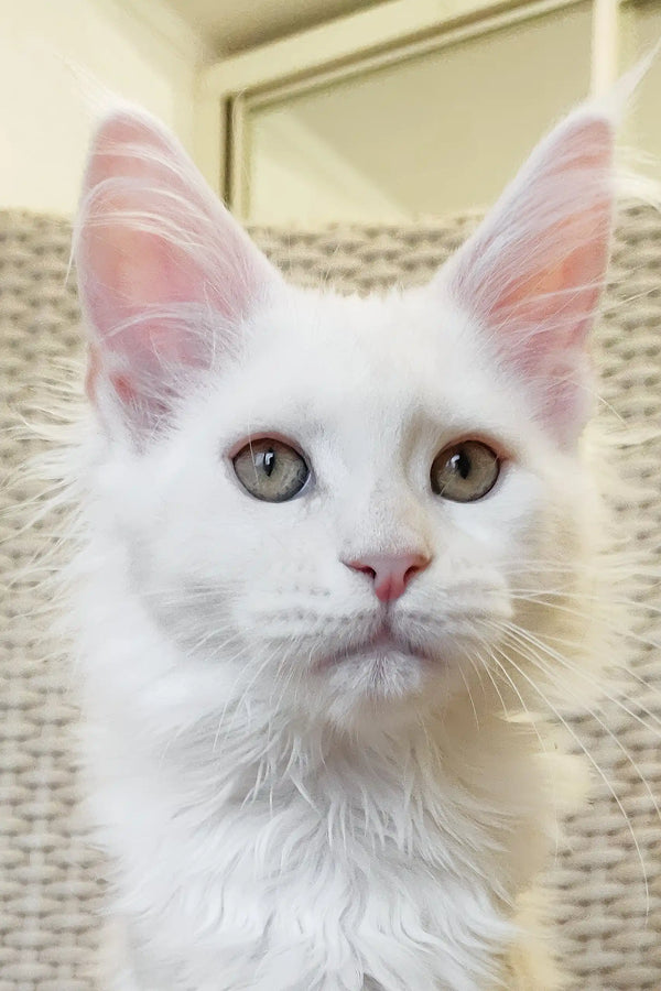 Nice | maine coon kitten