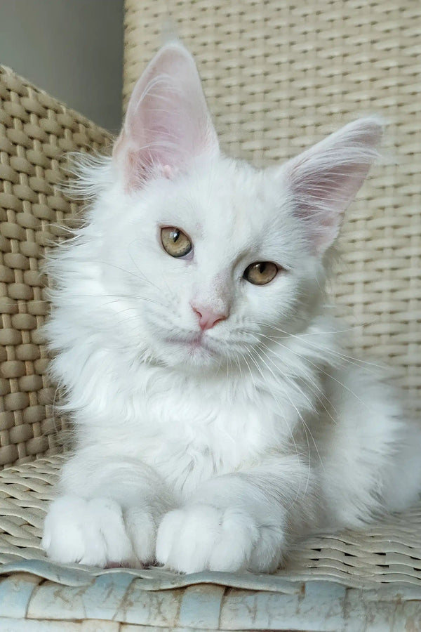Nice | maine coon kitten