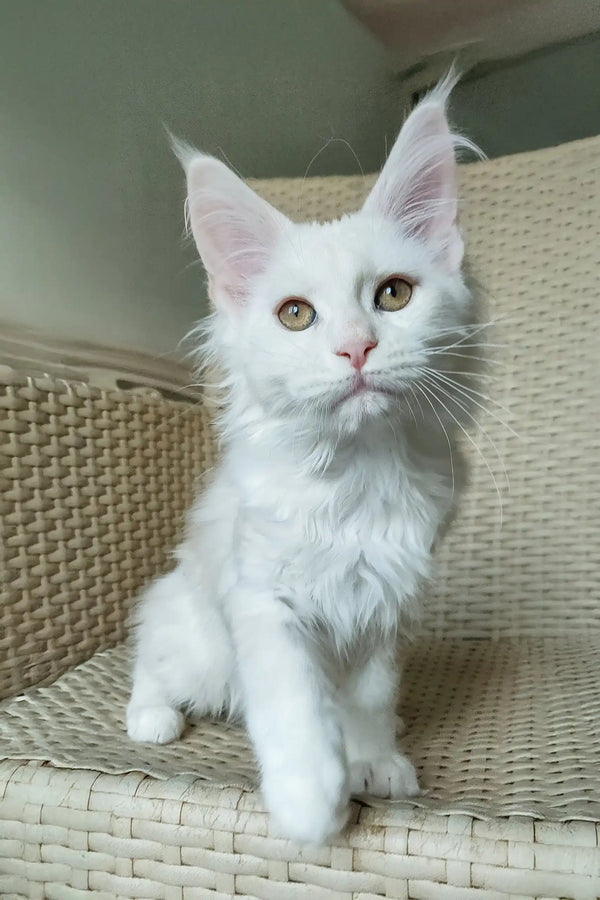 Nice | maine coon kitten