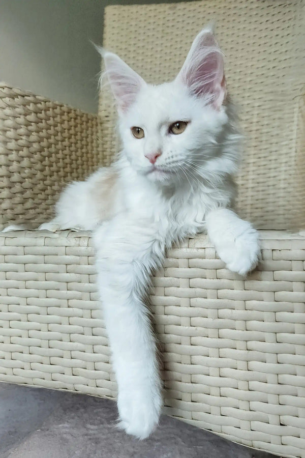 Nice | maine coon kitten