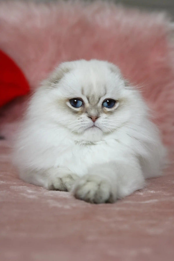 Fluffy white Persian cat with blue eyes and a grumpy look in Nicholas Scottish Fold Kitten
