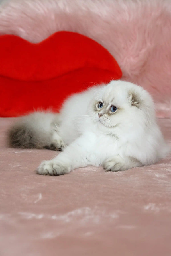 Fluffy white Persian cat chillin’ by a red heart for Nicholas the Scottish Fold Kitten