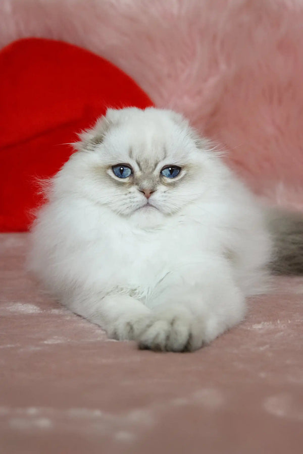 White Persian cat with blue eyes and fluffy fur in Nicholas Scottish Fold Kitten product
