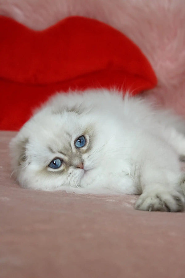 White Persian cat with blue eyes lounging beside Nicholas Scottish Fold Kitten