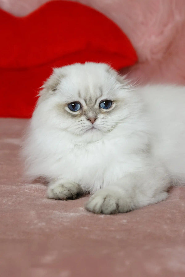 Fluffy White Persian cat with blue eyes from the Nicholas Scottish Fold Kitten product