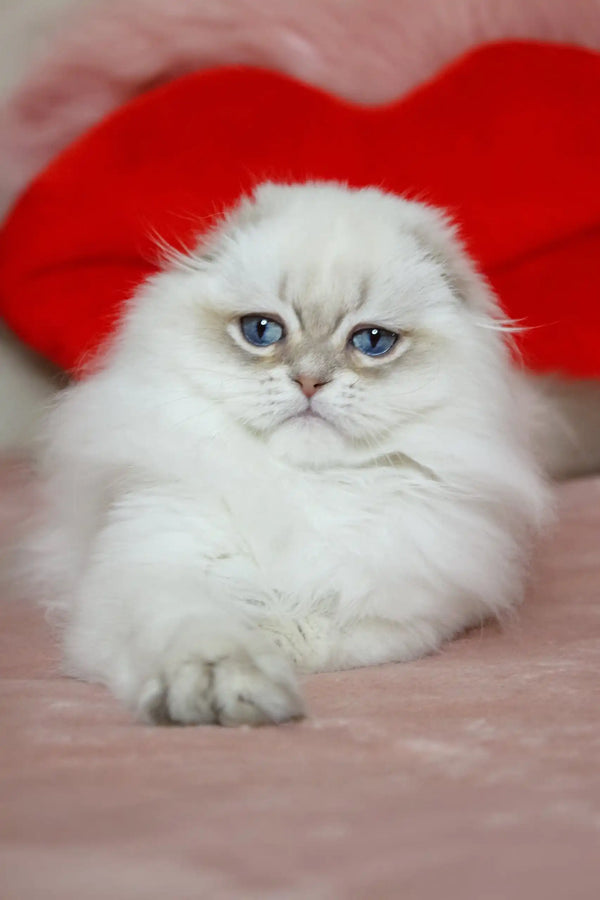 White Persian cat with blue eyes and fluffy fur in Nicholas Scottish Fold Kitten product
