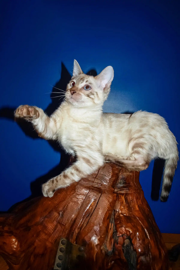 Nick | bengal kitten