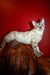 Nick | bengal kitten