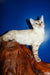 Nick | bengal kitten