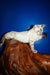 Nick | bengal kitten