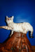 Nick | bengal kitten