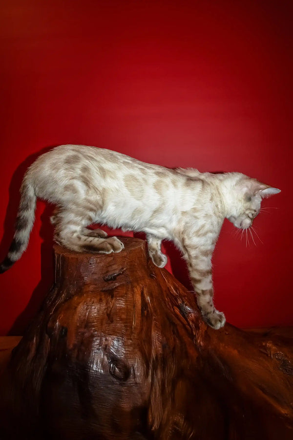 Nick | bengal kitten