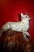 Nick | bengal kitten