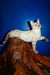 Nick | bengal kitten