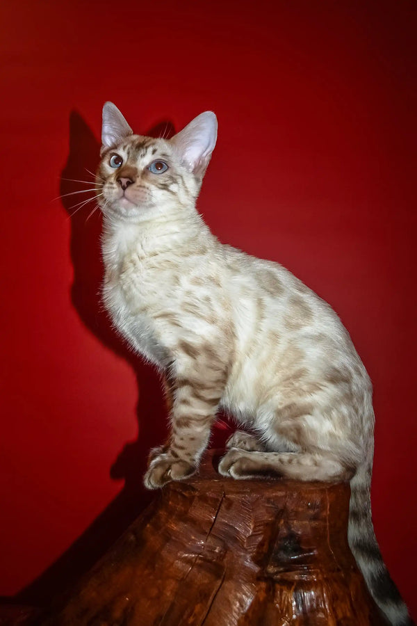 Nick | bengal kitten