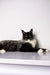 Long-haired black and white Maine Coon kitten lounging on a cozy surface