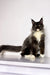 Long-haired black and white Maine Coon kitten with ear tufts sitting pretty