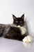 Long-haired black and white Maine Coon kitten with ear tufts named Nick