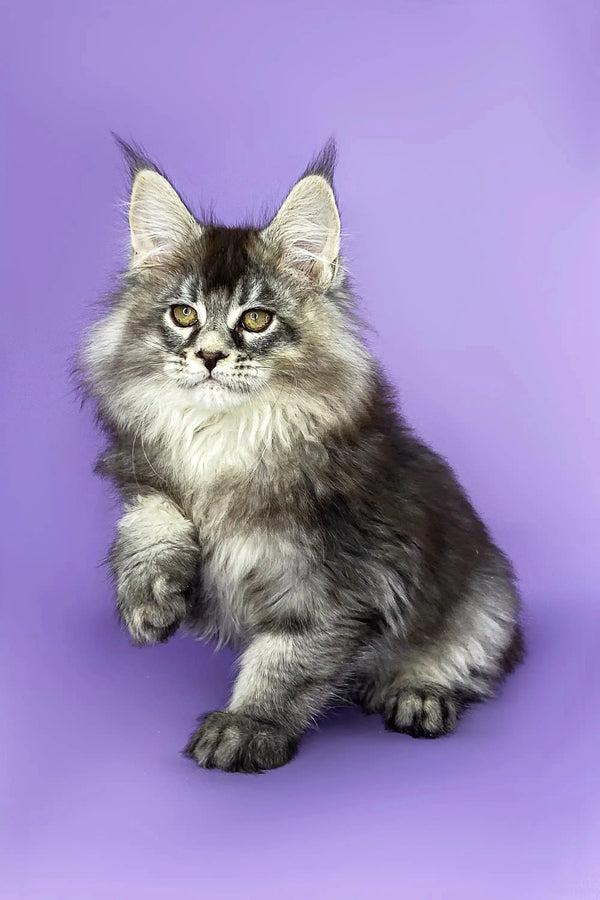 Long-haired gray and white Maine Coon kitten sitting upright, perfect for any cat lover