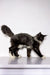 Long-haired black and white Maine Coon kitten walking proudly with tail raised