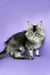 Long-haired gray and white Maine Coon kitten Nick on a vibrant purple background