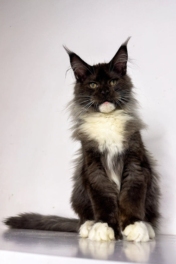 Maine Coon cat with black and white coat sitting upright, perfect Maine Coon kitten